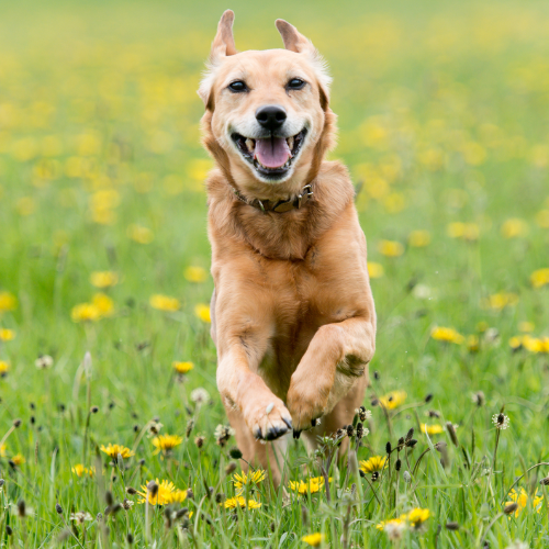 10 Tips for Teaching Dog Recall