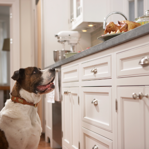 dog looking at food. Fruit vs Pets