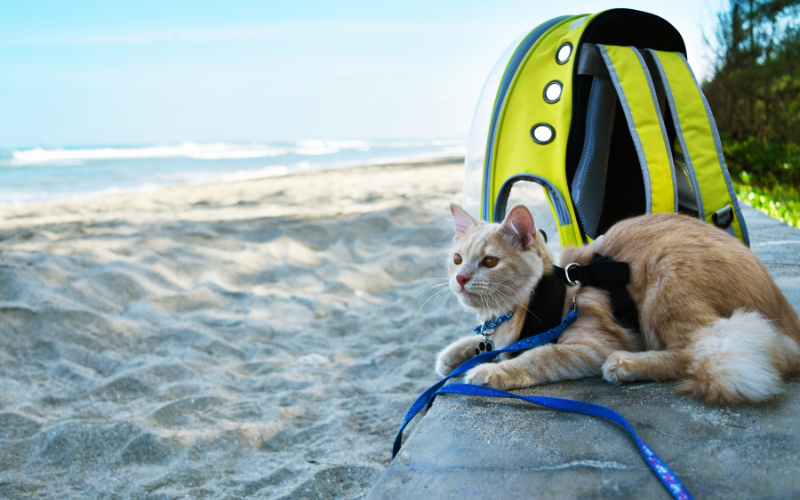 Cat Travel Products