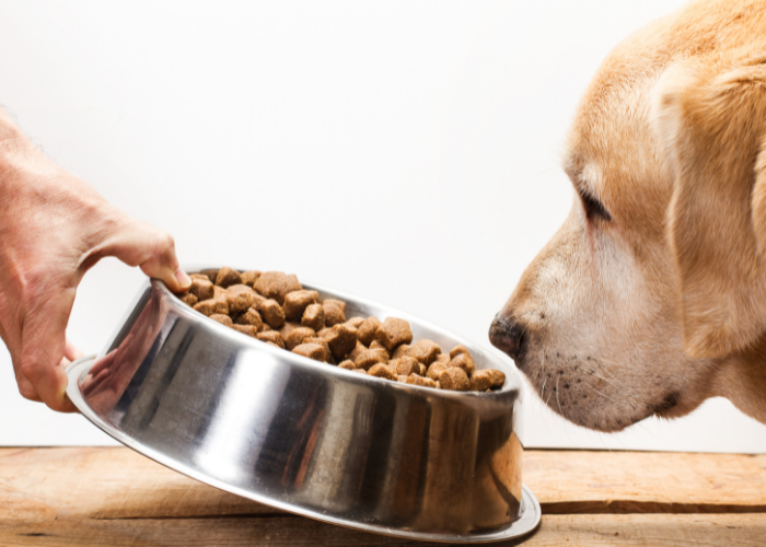 Dry Dog Food and Puppy Biscuits