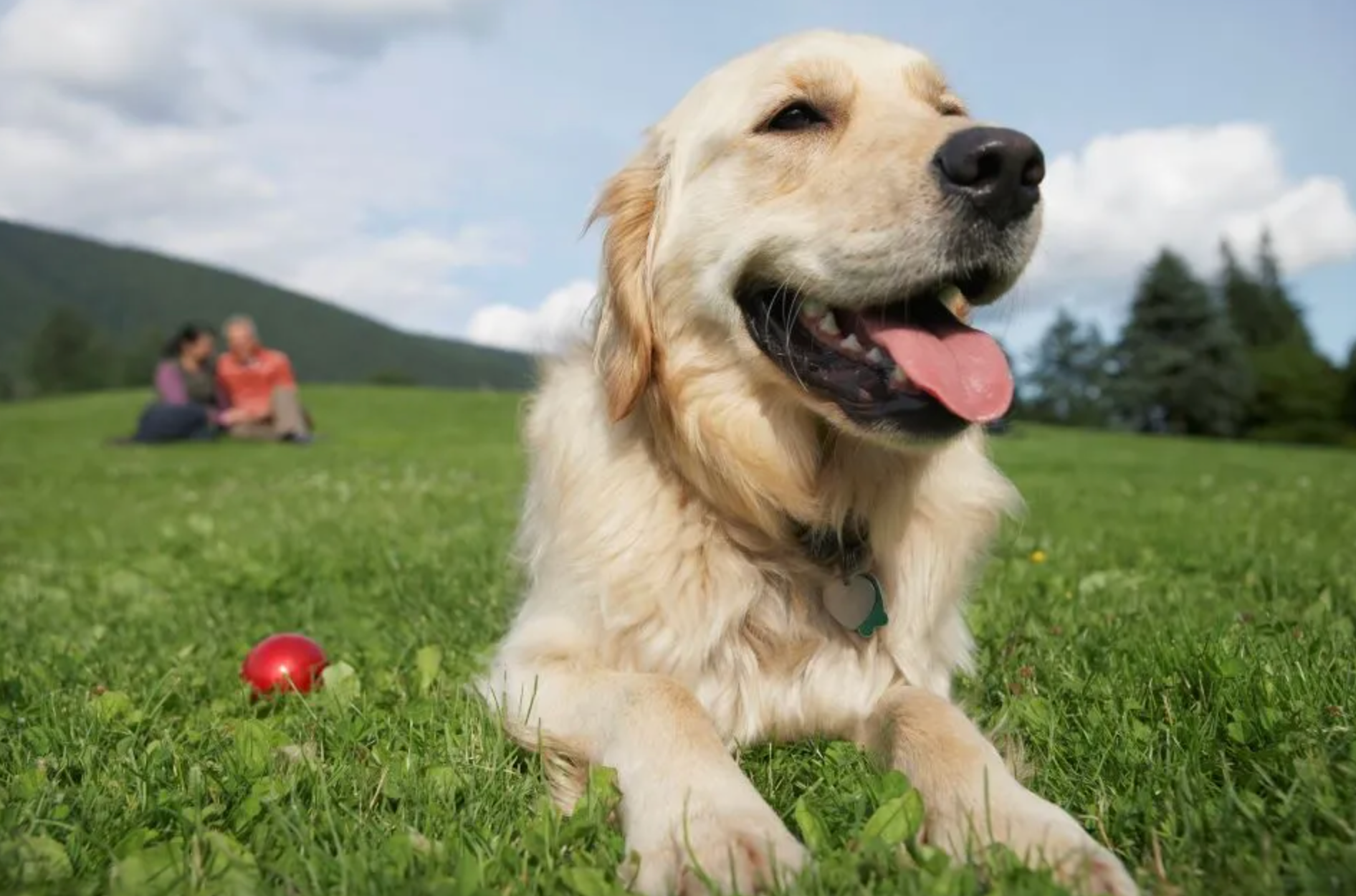 Bark Collars - E-collar Technologies - quiet dogs