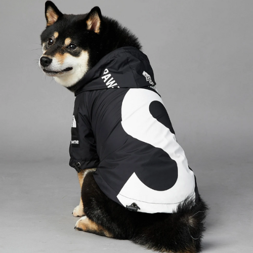 dog_wearing_large_black_rain_coat_jacket