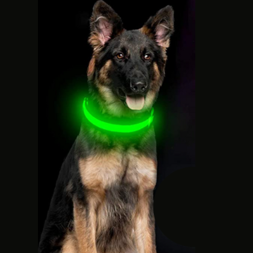 A dog with an Anything Pets LED Rechargeable Dog Collar sitting down.