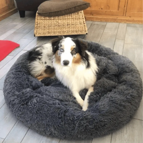 Fox Terrier relaxing on Anything Pets Calming Doughnut Bed Soft quality suits cats and dogs. Sizes large or small. Happier and healthier pets. Great Price.