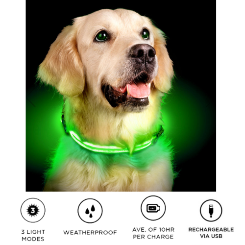 A dog with an Anything Pets LED Rechargeable Dog Collar sitting down.