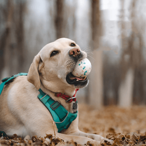 A close up of a white Anything Pets Float Toy with sprinkles.