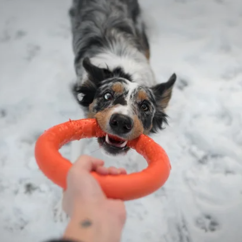 Fetch_Red_Dog_Toy_Ring_Tenslon_Ring